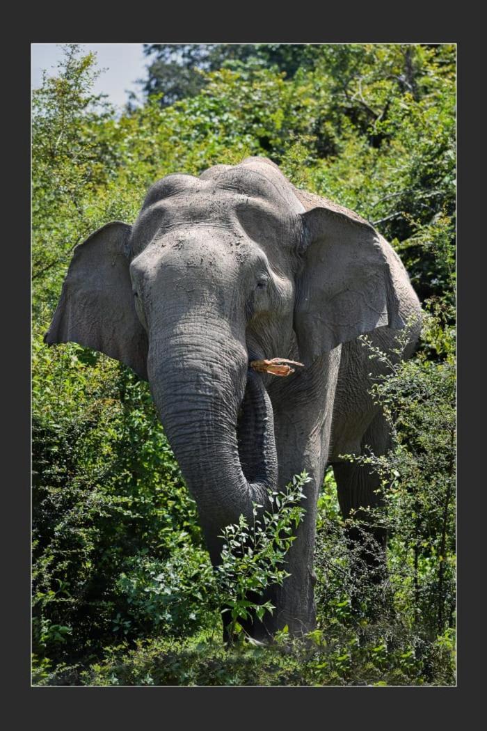 Nature World Jungle Paradise Udawalawe Dış mekan fotoğraf